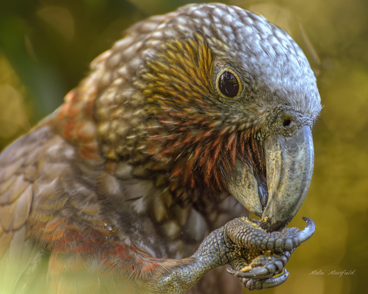 Native New Zealand Kaka bird eating food from its foot at sunrise bird photo